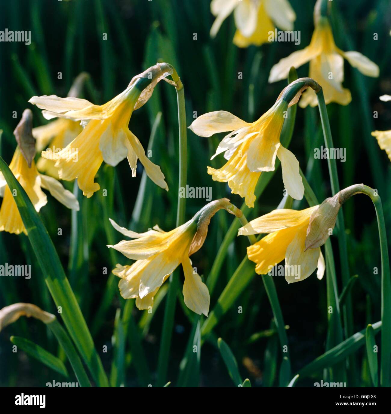 Narcissus - `W.P.Milner'   BUL077454 Stock Photo